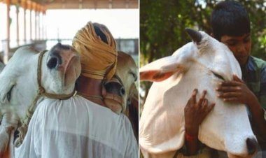 ଫେବୃୟାରୀ ୧୪କୁ ‘କାଓ ହଗ୍‌ ଡେ’ ଭାବେ ପାଳନ କରିବାକୁ ଏଡବ୍ଲ୍ୟୁବିଆଇର ଅପିଲ୍‌