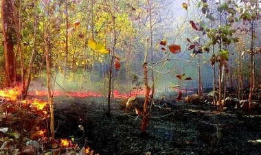 ଗ୍ରୀଷ୍ମରୁତୁ ନଆସୁଣୁ ଜଳୁଛି ଜଙ୍ଗଲ:  ଉଦଳା ଓ କୁଲଡିହା ଜଙ୍ଗଲରେ ଭୟାବହ ଅଗ୍ନିକାଣ୍ଡ