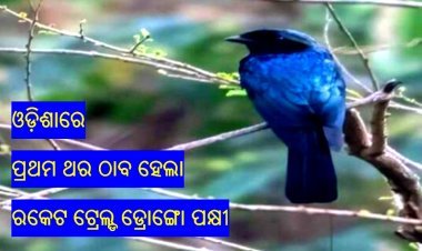ଓଡ଼ିଶାରେ ପ୍ରଥମ ଥର ଠାବ ହେଲା ରକେଟ ଟ୍ରେଲ୍ଡ ଡ୍ରୋଙ୍ଗୋ ପକ୍ଷୀ