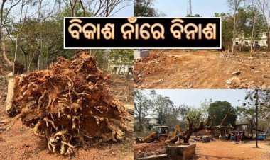 ବିକାଶ ନାଁରେ ବିନାଶ- ଉତ୍କଳ ବିଶ୍ୱବିଦ୍ୟାଳୟରେ ନିର୍ମାଣ ନାଁରେ କଟାଯାଉଛି ବହୁ ପୁରଣା ବିଶାଳକାୟ ଗଛ, ବୁଦ୍ଧିଜୀବୀ ମହଲରେ ତୀବ୍ର ପ୍ରତିକ୍ରିୟା