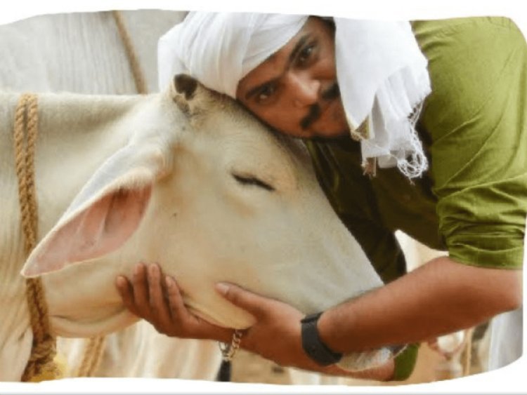 ଭାଲେଣ୍ଟାଇନ୍ ଡେ’ରେ ଗାଈକୁ ଆଲିଙ୍ଗନ ନୋଟିସ ପ୍ରତ୍ୟାହାର । ବିବାଦ ପରେ ନିଷ୍ପତି ବଦଳାଇଲା କେନ୍ଦ୍ର ପଶୁ ପାଳନ ବୋର୍ଡ