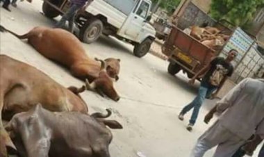 ଆନ୍ଦୋଳନରେ ଗାଈ ବଳଦ