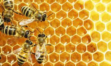 ମହୁମାଛି ଆକ୍ରମଣ: ୮ ଆହତ