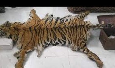 କଲରାପତରିଆ ବାଘ ଛାଲ ଜବତ: ବନ୍ଧାହେଲେ ୨ ଅଭିଯୁକ୍ତ