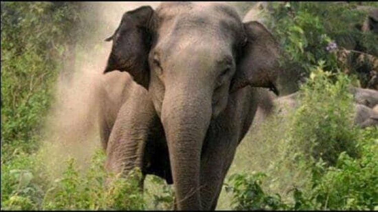 ହାତୀ ଆକ୍ରମଣରେ ଏକ ବର୍ଷର ଶିଶୁକନ୍ୟା ମୃତ, ବାପା ମା’ ଗୁରୁତର