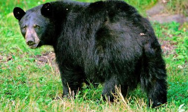 ଭାଲୁ ହାବୁଡ଼ରେ ପଡ଼ିଗଲେ ଯୁବକ