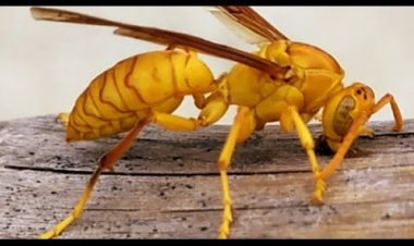 ବିରୁଡ଼ି ଆକ୍ରମଣରେ କୁଡୁତାଇ ସରପଞ୍ଚଙ୍କ ମୃତ୍ୟୁ