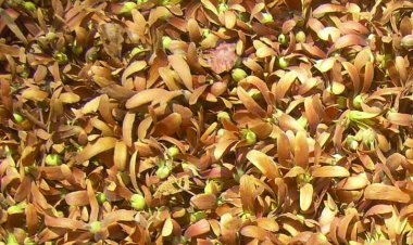 ଦଲାଲ୍‌ଙ୍କ କବଜାରେ କନ୍ଧମାଳ ଆଦିବାସୀଙ୍କ ଜୀବିକା