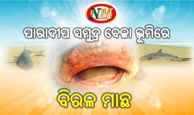 ପାରାଦୀପ ସମୁଦ୍ର ବେଳା ଭୂମିରେ ବିରଳ ମାଛ