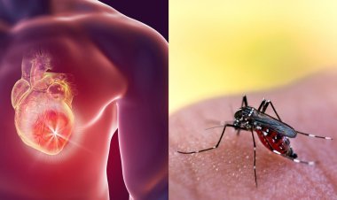 ରାଜ୍ୟରେ ବଢୁଛି ଡେଙ୍ଗୁ ସଂକ୍ରମଣ