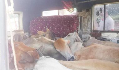 ଚାଲାଣ ବେଳେ ବଜରଙ୍ଗ ଦଳ ଧରିଲା ବୋଲେରୋରେ ଥିବା ୧୧ ବାଛୁରୀ