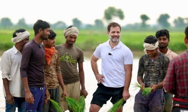 ବିଲରେ ଧାନ ରୋଇଲେ ରାହୁଲ ଗାନ୍ଧୀ