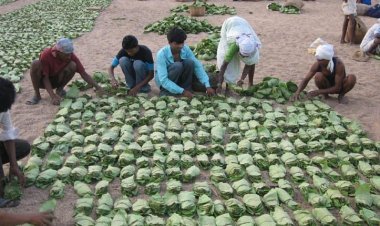 ଆଜି ଜିଏସଟି ପରିଷଦ ବୈଠକ, କେନ୍ଦୁପତ୍ର ଉପରୁ ୧୮ ପ୍ରତିଶତ ଜିଏସଟି ହଟାଇବା ଦାବି ଉଠାଇବ ଓଡ଼ିଶା