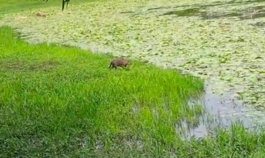 ବାଲିପାଟଣା ଅଞ୍ଚଳରେ ଅଜଣା ଜନ୍ତୁ ଆତଙ୍କ