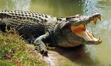 ଅଗଷ୍ଟ ୧ ତାରିଖରୁ ଖୋଲିବ ଭିତରକନିକା ଜାତୀୟ ଉଦ୍ୟାନ