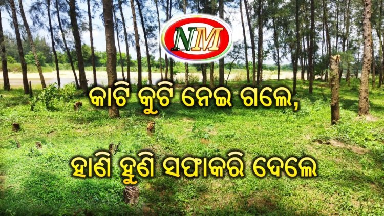ଧ୍ୱଂସାଭିମୁଖୀ ଜଙ୍ଗଲ ପରିବେଶ