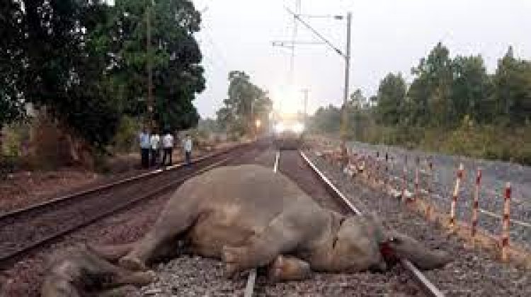 ଟ୍ରେନ୍ ଧକ୍କାରେ ହାତୀ ମୃତ୍ୟୁଙ୍କ ସଂଖ୍ୟା ୨କୁ ବୃଦ୍ଧି