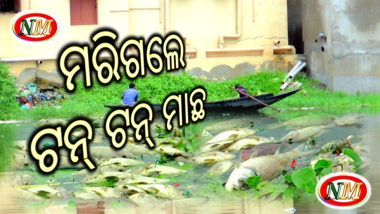 ମରିଗଲେ ସବୁ ମାଛ, ହତାଶ ମତ୍ସ୍ୟଜୀବି