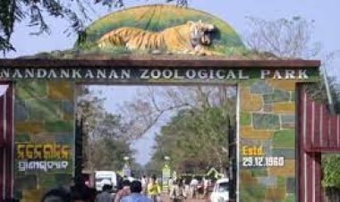 ବାଘ ସଫାରୀରେ ଫସି ରହିଲେ ୩୦ ପର୍ଯ୍ୟଟକ