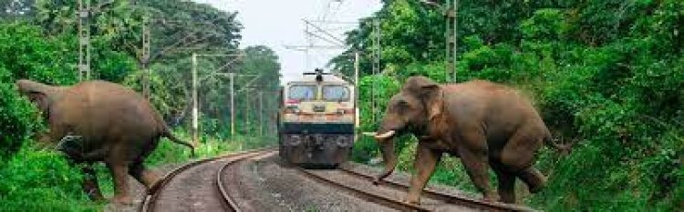 ହାତୀ ମୃତ୍ୟୁରେ ଲାଗିବ ରୋକ,ଟ୍ରେନ୍ ଟ୍ରାକ୍‌ରେ ଲାଗିବ ଆଇଡିଏସ୍‌