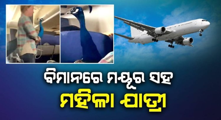 ପୁଣି ଚର୍ଚ୍ଚାକୁ ଆସିଲେ ମୟୂର ଧରି ବିମାନରେ ଚଢ଼ିଥିବା ମହିଳା ଯାତ୍ରୀ