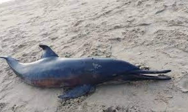 ବିରଳ ମୃତ ଡଲଫିନ ଉଦ୍ଧାର