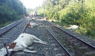 ମାଡ଼ିଗଲା ଟ୍ରେନ୍,୧୦ ଗାଈ ମୃତ