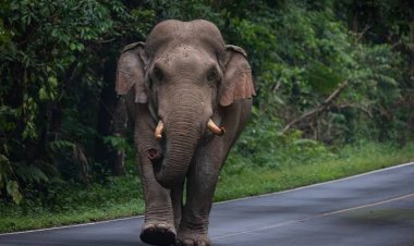 ବୃଦ୍ଧଙ୍କୁ କଚାଡି ମାରିଲା ହାତୀ, ଜଣେ ମହିଳା ଗୁରୁତର