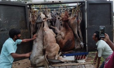 ୨୭ଟି ଗୋରୁ ବୋଝେଇ ଗାଡି ଜବତ