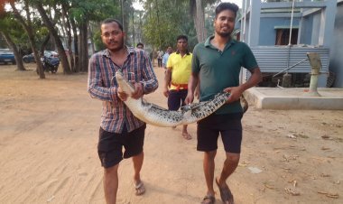 ପୋଖରୀରେ ଲୁଚିଥିଲା ୫ ଫୁଟିଆ ମାଈ କୁମ୍ଭୀର