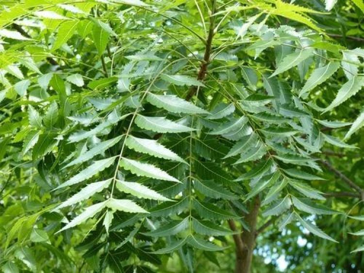ସ୍ତନ କର୍କଟକୁ ମୂଳପୋଛ କରିବ ନିମ୍ବପତ୍ର