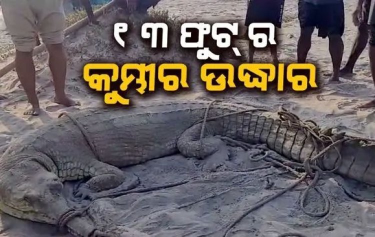 ତାଳସlରୀ ବେଳାଭୂମିରୁ କୁମ୍ଭୀର ଉଦ୍ଧାର, ଲୋକେ ଭୟବିତ