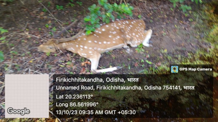 ଜଟାଧାର ଜଙ୍ଗଲ ଅଞ୍ଚଳରେ ମୃତ ହରିଣ ଠାବ