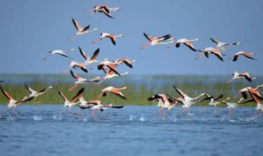 ଚିଲିକାରେ ୭୪ ହଜାରରୁ ଉର୍ଦ୍ଧ୍ବ ବିଦେଶୀ ପକ୍ଷୀ