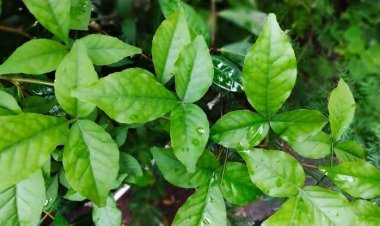 ଆସନ୍ତୁ ଜାଣିବା ବେଲପତ୍ରର ଉପକାରିତା