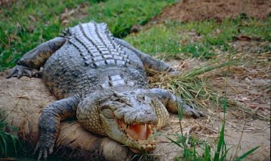 ଯୁବକଙ୍କୁ ଟାଣିନେଲା କୁମ୍ଭୀର, ନଦୀକୁ ଗାଧୋଇବାକୁ ଯାଇଥିବା ବେଳେ ଘଟିଛି ଅଘଟଣ