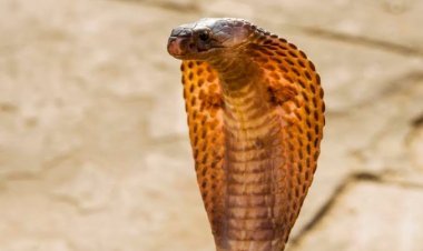 ସ୍ତ୍ରୀ ଓ ଝିଅକୁ ମାରିବାକୁ ଘରେ ସାପ ଛାଡ଼ିଥିଲା ସ୍ବାମୀ