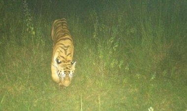 ଗଜପତି ପରେ ରାୟଗଡା ଜିଲ୍ଲାରେ ପ୍ରବେଶ କଲା ମହାରାଷ୍ଟ୍ରରୁ ଆସିଥିବା ମହାବଳ, ବନ ବିଭାଗର ସତର୍କତା