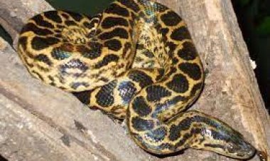 ନନ୍ଦନକାନନରେ ହଳଦିଆ ଆନାକୋଣ୍ଡା ମୃତ