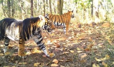 ଶିମିଳିପାଳରେ ବାଘ ଫାଇଟ୍