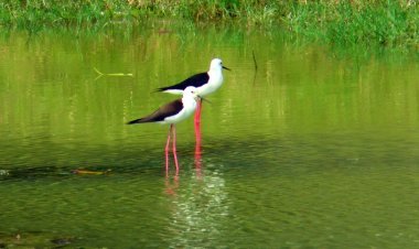 ଆଜିଠୁ ହୀରାକୁଦ ଡ୍ୟାମରେ ପକ୍ଷୀ ଗଣନା ଆରମ୍ଭ