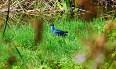 ବ୍ରହ୍ମଗିରି ରେଞ୍ଜରେ ପକ୍ଷୀ ଗଣନା ଆରମ୍ଭ