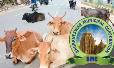 ରାସ୍ତାରେ ଗୋରୁ ବୁଲିଲେ ଉଠାଇ ନେବ ବିଏମସି