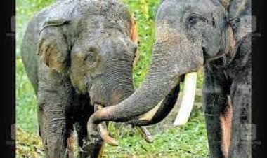 ହାତୀ ନେବେ କୁମ୍‌କି ତାଲିମ