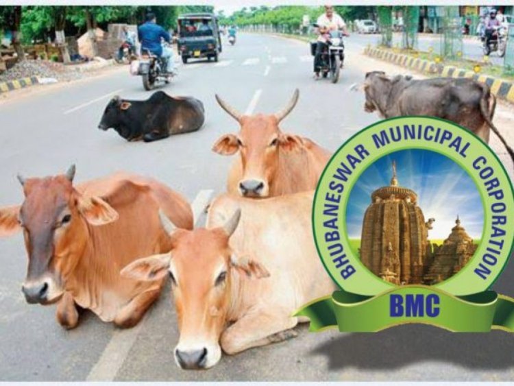 ରାସ୍ତାରେ ଗୋରୁ ବୁଲିଲେ ଉଠାଇ ନେବ ବିଏମସି