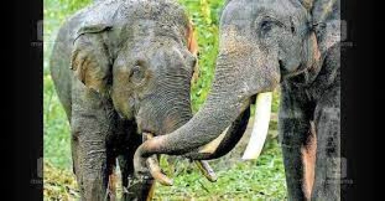 ହାତୀ ନେବେ କୁମ୍କି ତାଲିମ
