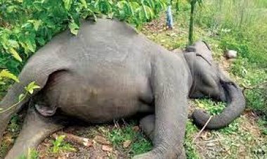 ଭରତପୁର ଜଙ୍ଗଲରେ ଆହତ ଦନ୍ତା ମୃତ