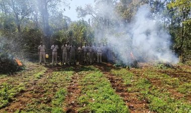 ଶିମିଳିପାଳରେ ଅଫିମ ଚାଷ