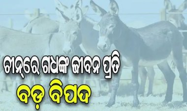 ଚୀନ୍‌ରେ ୨ ବର୍ଷରେ ୭୦ ଲକ୍ଷ ଗଧଙ୍କୁ ହତ୍ୟା