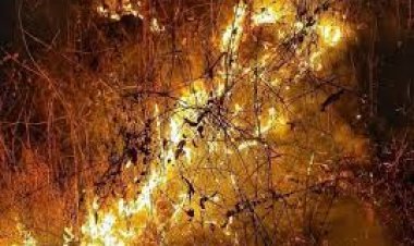 ଶିମିଳିପାଳ ନିଆଁ ଉପରେ ରହିବ ଏଆଇ ନଜର